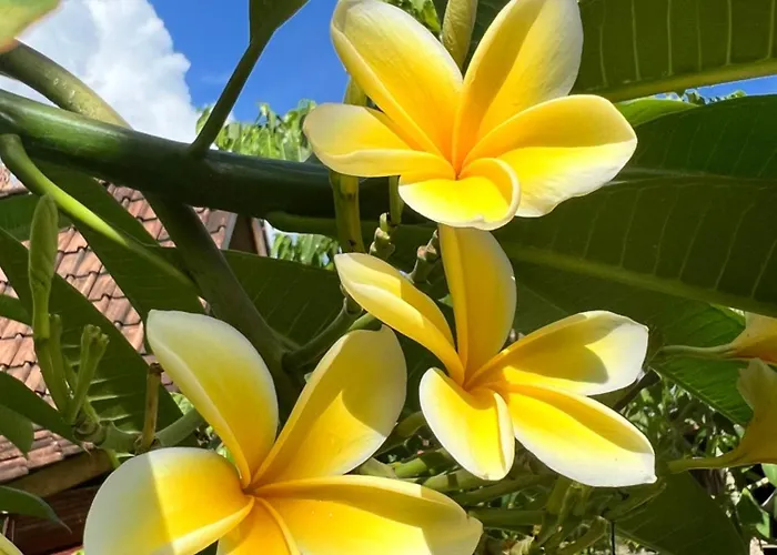 Pinokkio Frühstückspension Uluwatu